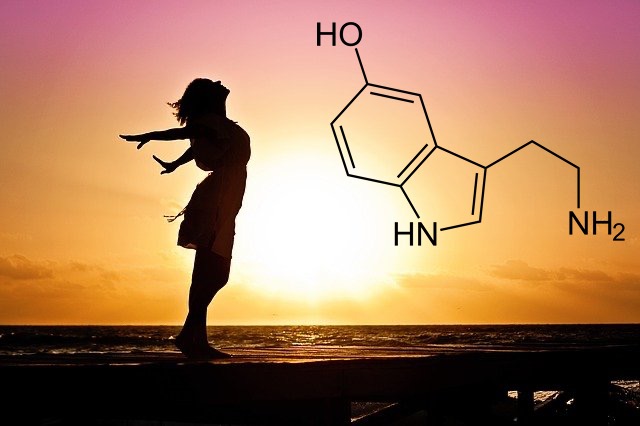 Etre plus heureux, la biochimie du bonheur : la sérotonine